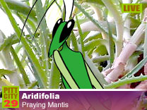 Aridifolia